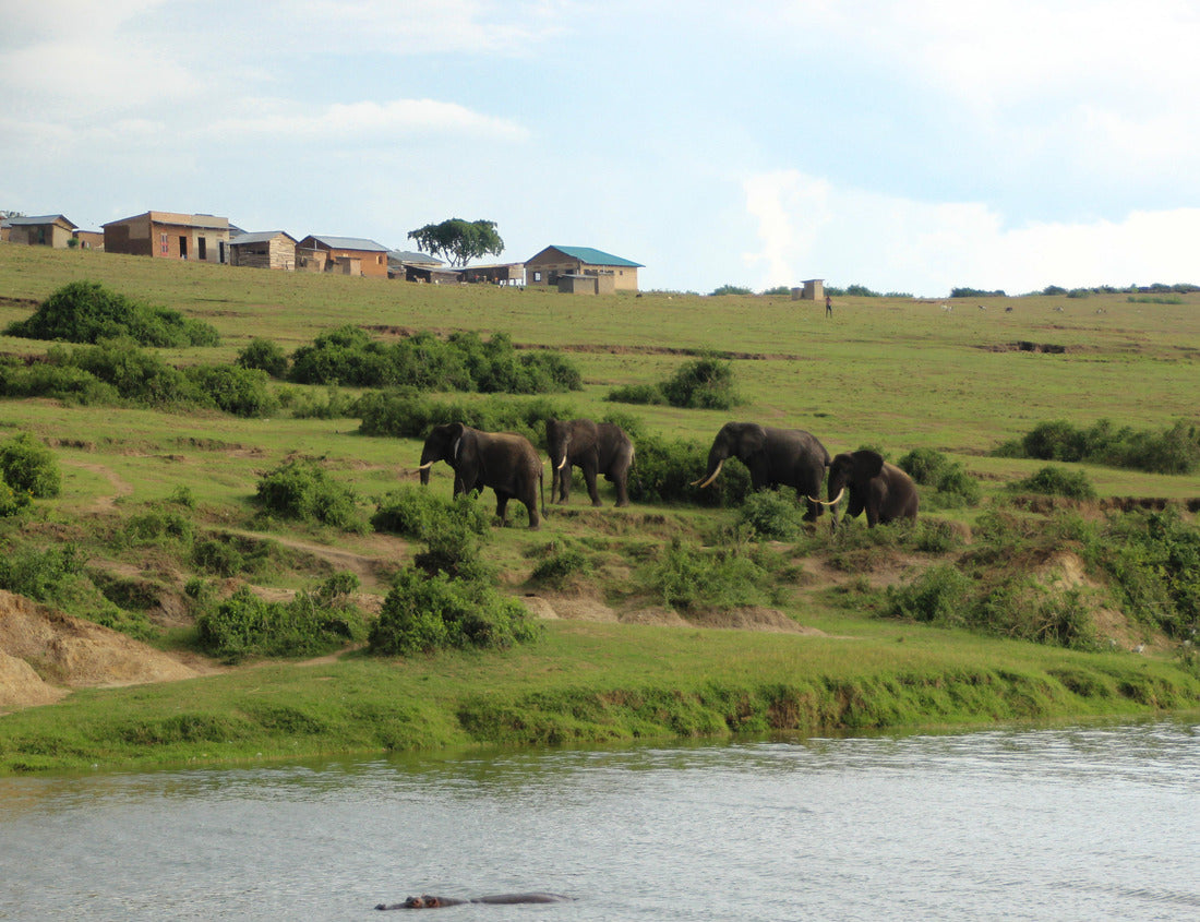 Noah Jigsaw Puzzle elephants at the nile in Uganda 1000 pieces