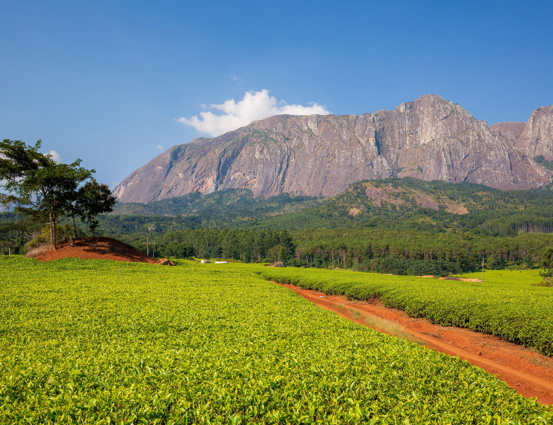 Noah Jigsaw Puzzle Mulanje Massif (mountain) in Malawi 1000 pieces