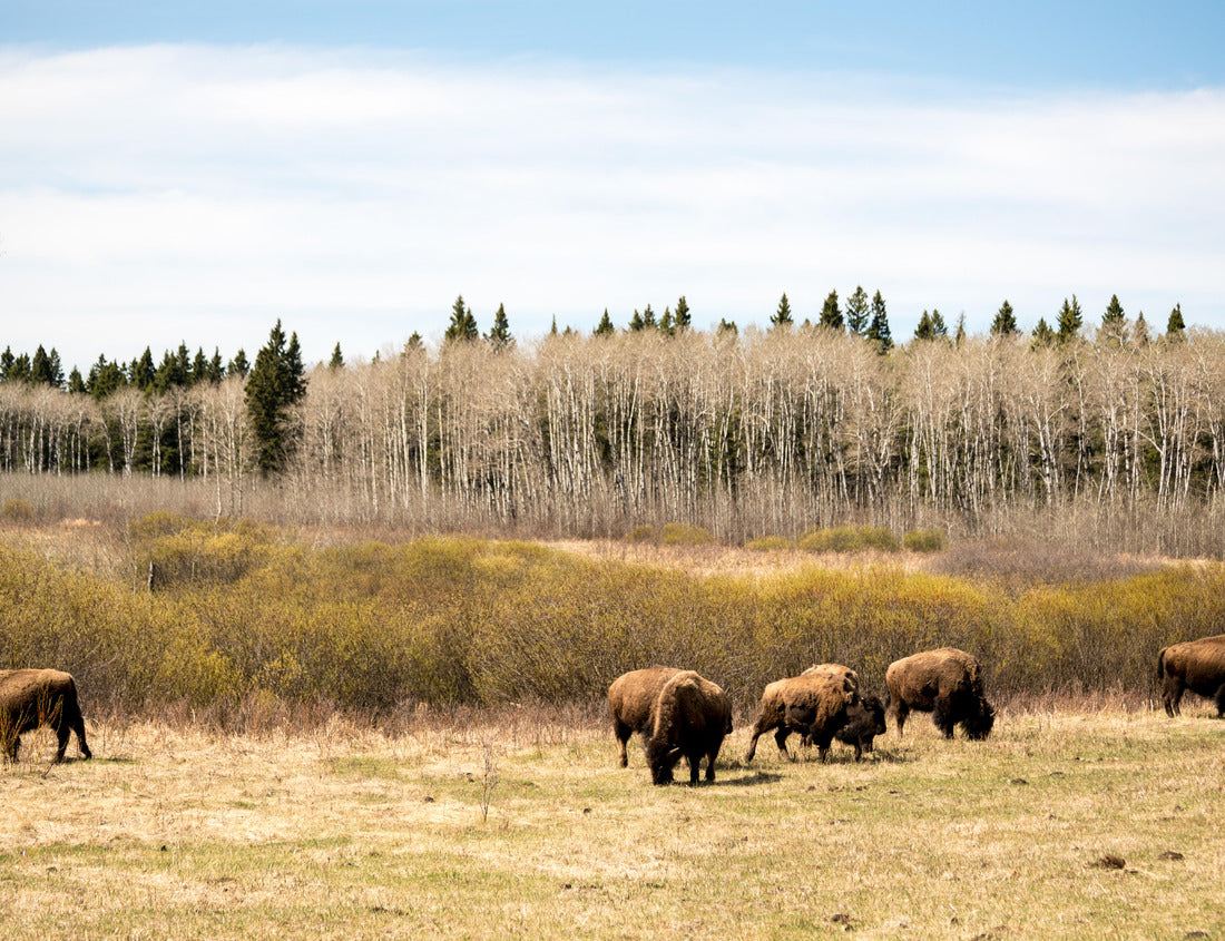 Noah Jigsaw Puzzle Buffaloes in Monte-Riding National Park in Manitoba, Canada 1000 pieces