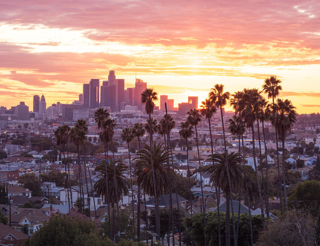 Noah Jigsaw Puzzle Beautiful sunset through the palm trees, Los Angeles, California 1000 pieces