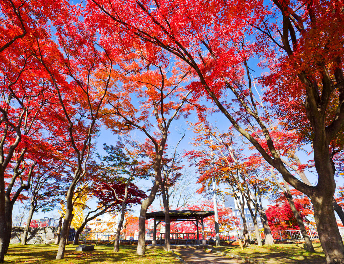 Noah Jigsaw Puzzle Morioka Castle Park in autumn, Morioka city, Iwate, Japan 1000 pieces
