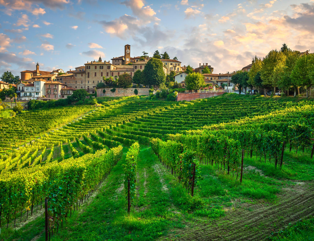 Noah Jigsaw Puzzle Neive village and Langhe vineyards, Unesco site, Piedmont, northern Italy Europe 1000 pieces