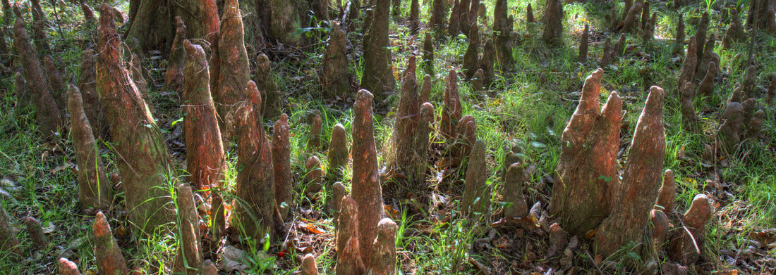 Noah Jigsaw Puzzle Bald Cypress Knees, Congaree National Park panorama 1000 pieces