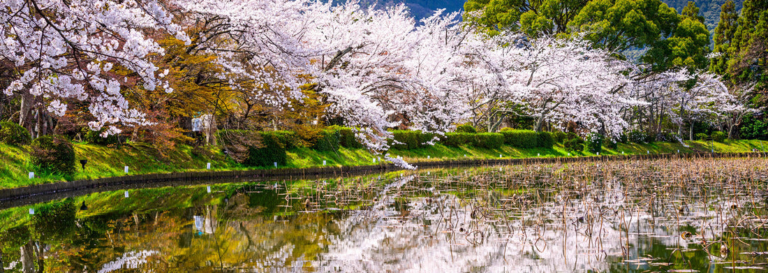 Noah Jigsaw Puzzle Kyoto, Japan in the Spring at Daikaku-ji Temple's pond panorama 1000 pieces