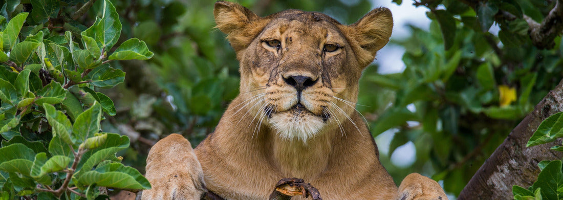 Noah Jigsaw Puzzle Lioness lying on a tree. Uganda panorama 1000 pieces