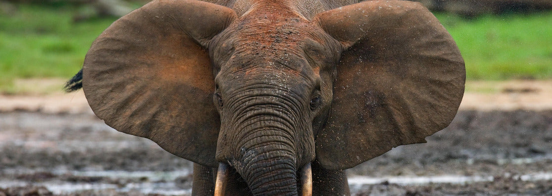 Noah Jigsaw Puzzle Forest elephant drinking, Central African Republic panorama 1000 pieces