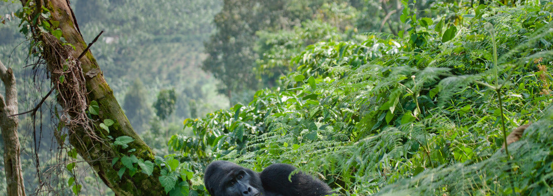 Noah Jigsaw Puzzle Dominant male mountain gorilla in grass. Uganda. Bwindi Impenetrable Forest National Park panorama 1000 pieces