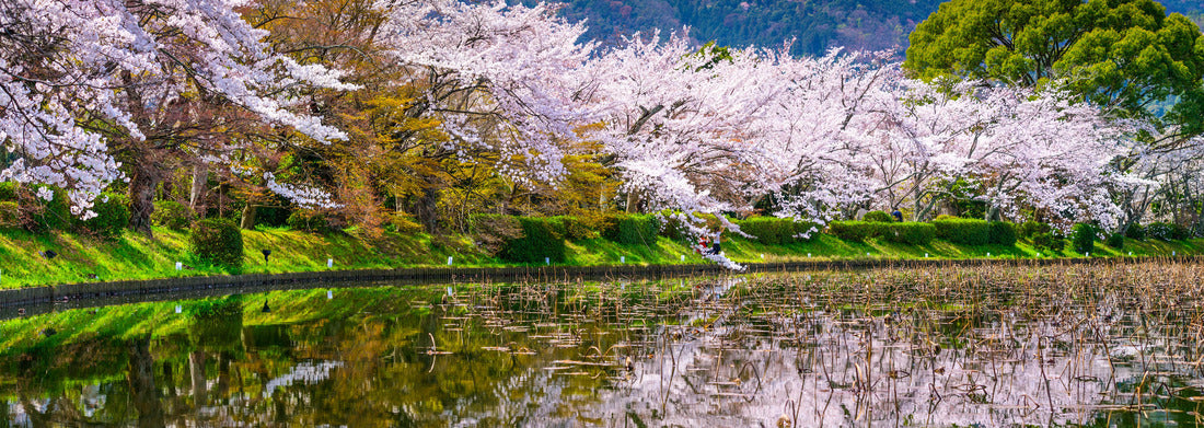 Noah Jigsaw Puzzle Kyoto, Japan in the Spring at Daikaku-ji Temple's pond panorama 1000 pieces