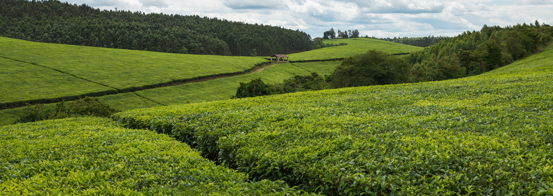 Noah Jigsaw Puzzle Landscape of a tea plantation in Uganda panorama 1000 pieces