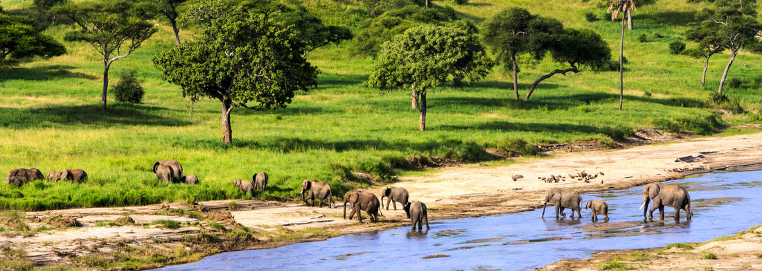 Noah Jigsaw Puzzle Elephants crossing the river in Serengeti National Park, Tanzania, Africa panorama 1000 pieces