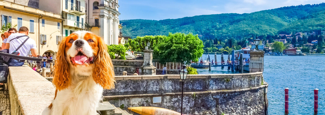 Noah Jigsaw Puzzle Isola Bella, Lake Maggiore panorama 1000 pieces