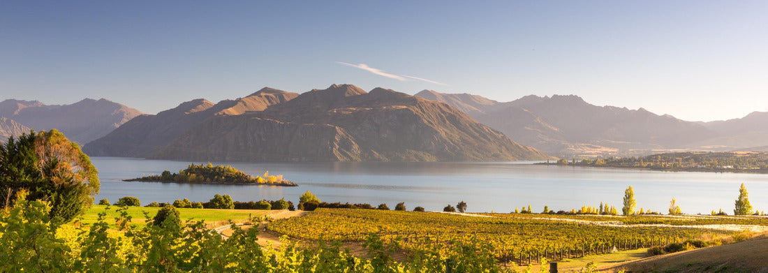 Noah Jigsaw Puzzle Morning on a vineyard at Lake Wanaka, Otago, New Zealand Panorama 1000 Pieces