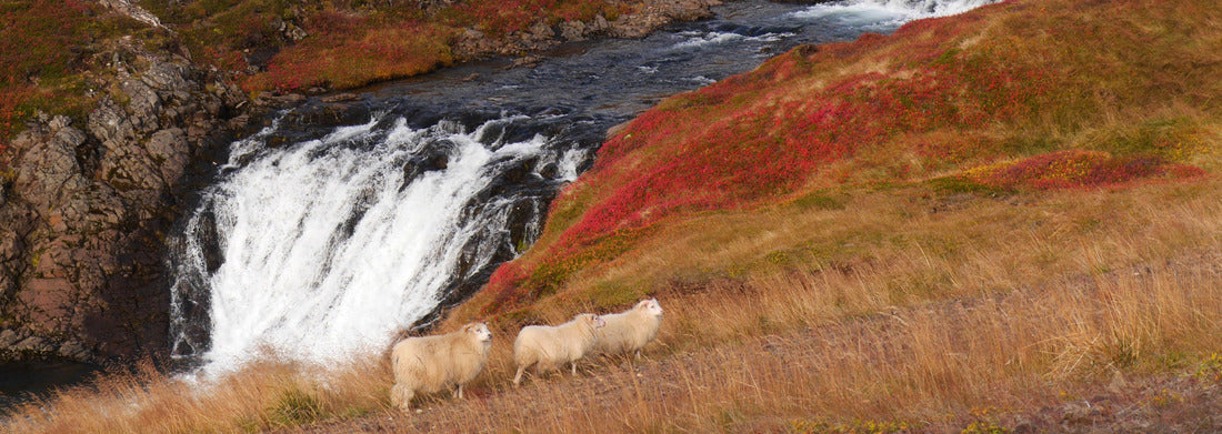 Noah Jigsaw Puzzle Autumn landscape with waterfall and sheep in western Iceland Panorama 1000 Pieces