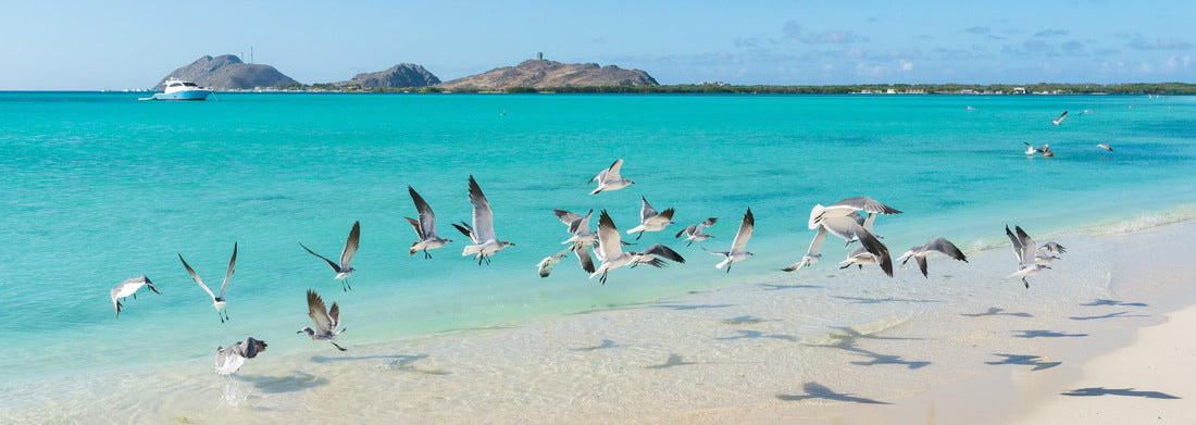 Noah Jigsaw Puzzle Debrecen, Hungary, view of the city from the top of the reformed cathedral, beautiful cityscape Panorama 1000 Pieces