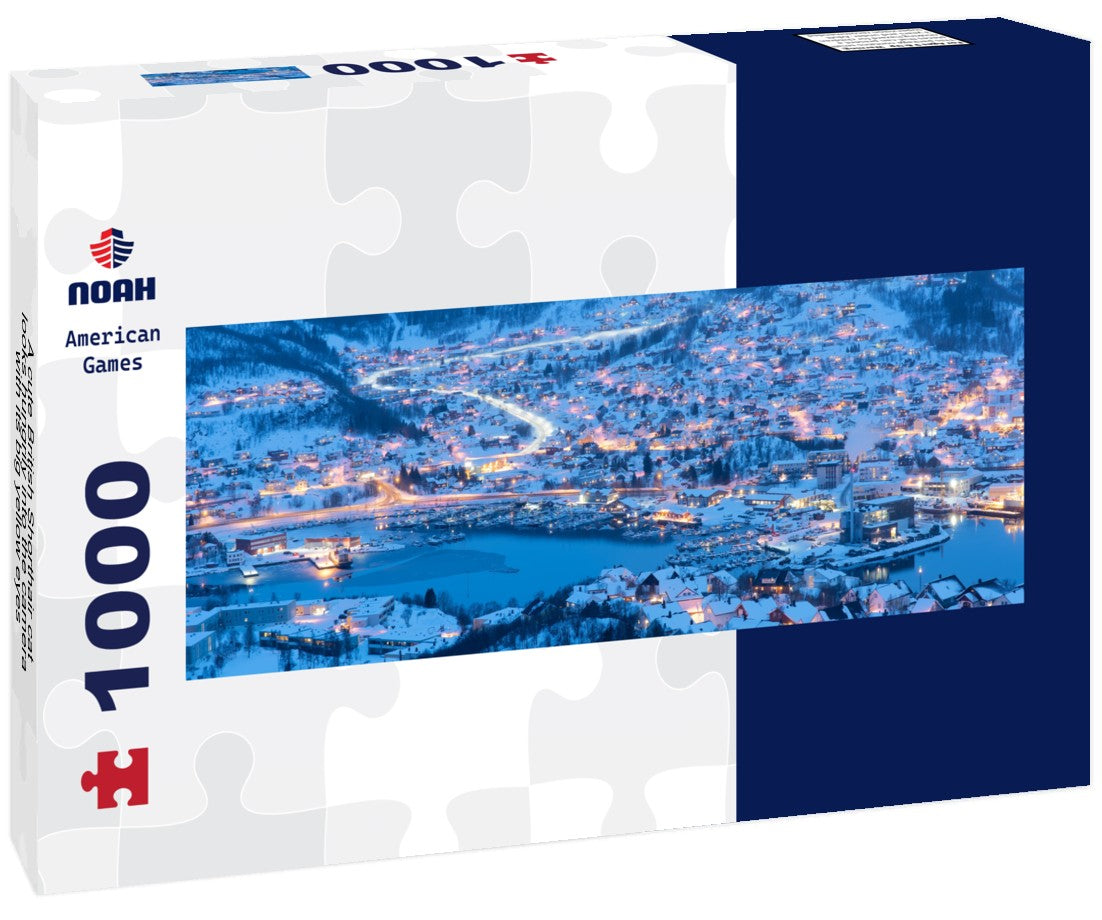 Noah Jigsaw Puzzle A cute British Shorthair cat looks hungrily into the camera with its big yellow eyes Panorama 1000 Pieces