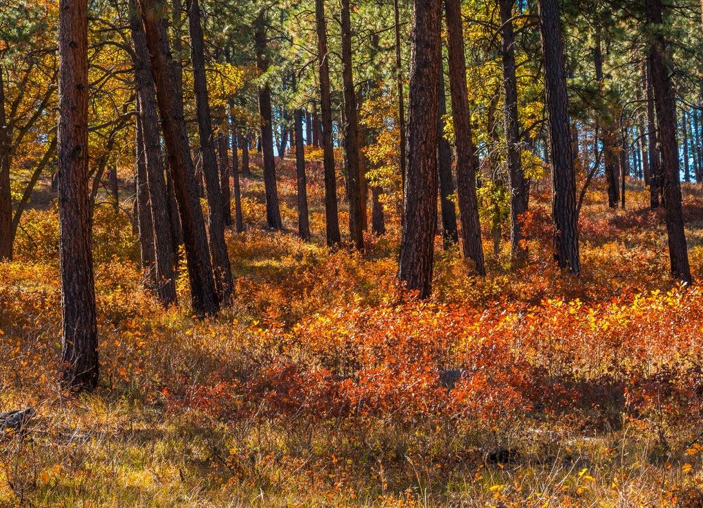 Pine Forest In The South San Juan Wilderness Near Pagosa Springs , Colorado, USA