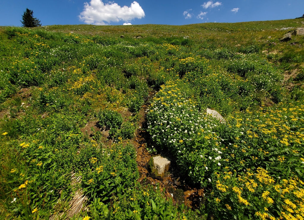 Alpine tundra flowers on Rollins Pass in Indian Peaks Wilderness and Arapaho National Forest, Colorado on sunny afternoon under bright white clouds