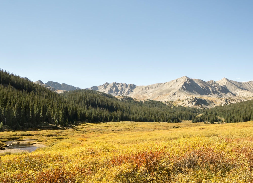 Autumn Colors, Pine Valley, Collegiate Peaks Wilderness