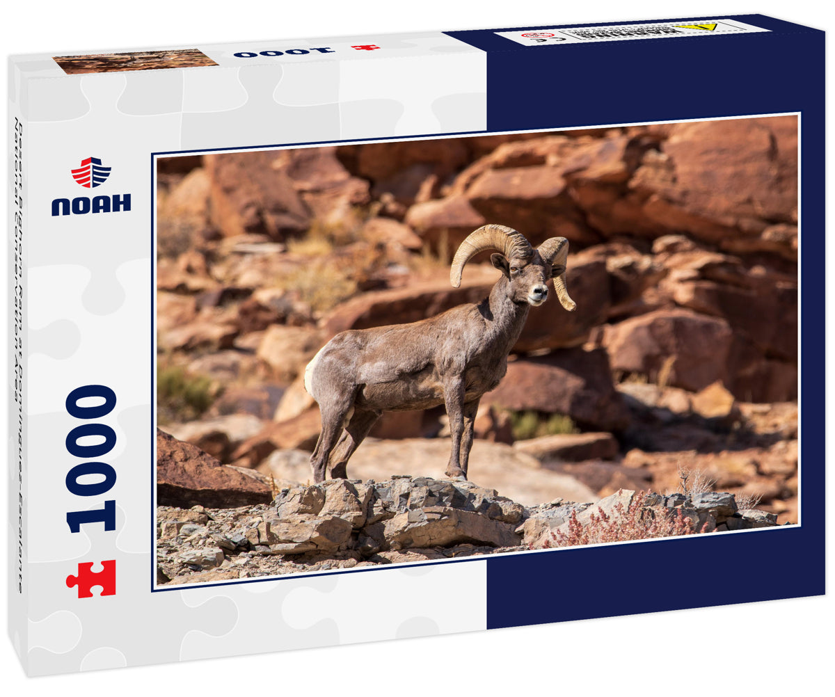 Desert Bighorn Ram at Dominguez-Escalante National Conservation Area