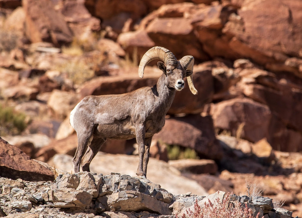 Desert Bighorn Ram at Dominguez-Escalante National Conservation Area