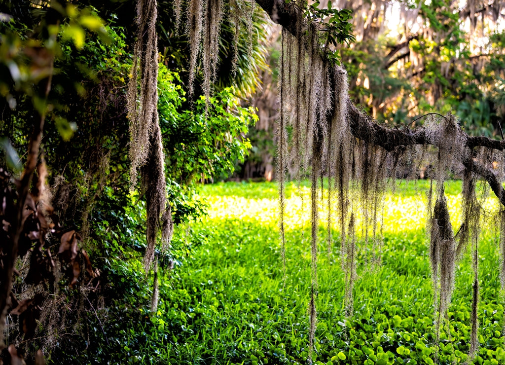 Southern live oak tree and Spanish moss lichen in Paynes Prairie Preserve State Park in Florida and sunlight with river pond in background