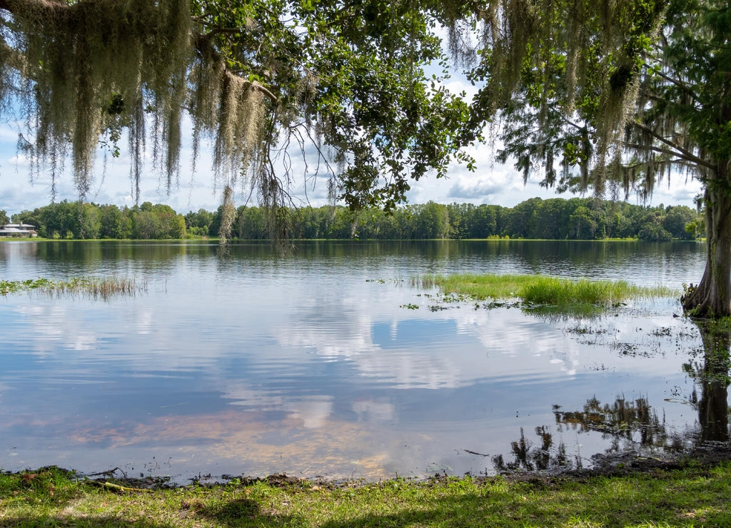 Wide shot of the shoreline of Henderson Lake in Inverness, Florida, featuring Spanish Moss hanging from waterside trees. Alligators are known to inhabit these waters