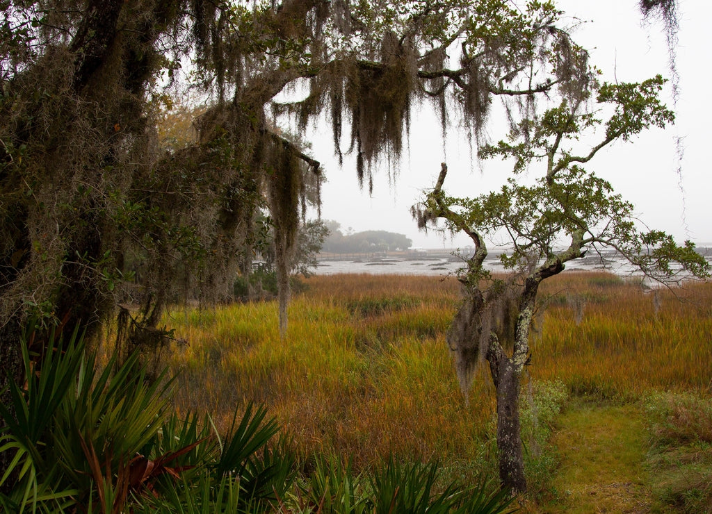 Salt marsh estuary at low tide on Amelia Island, in Nassau County, Florida