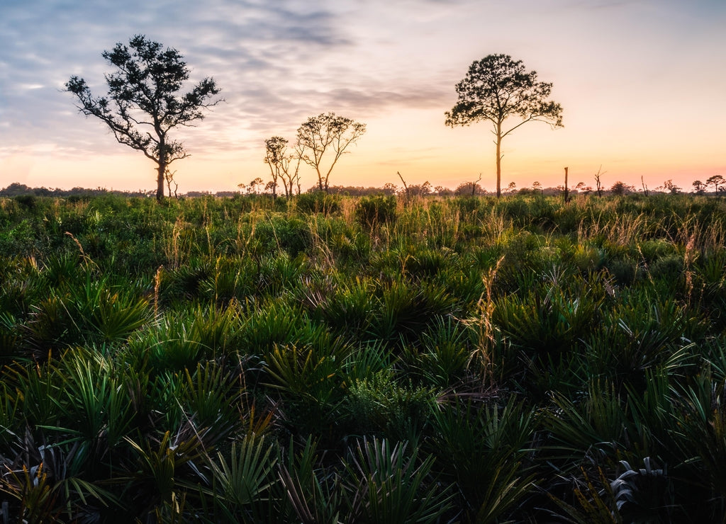 Shrub-like palms in the foreground of a sunlit pine prairie. Myakka River State Park