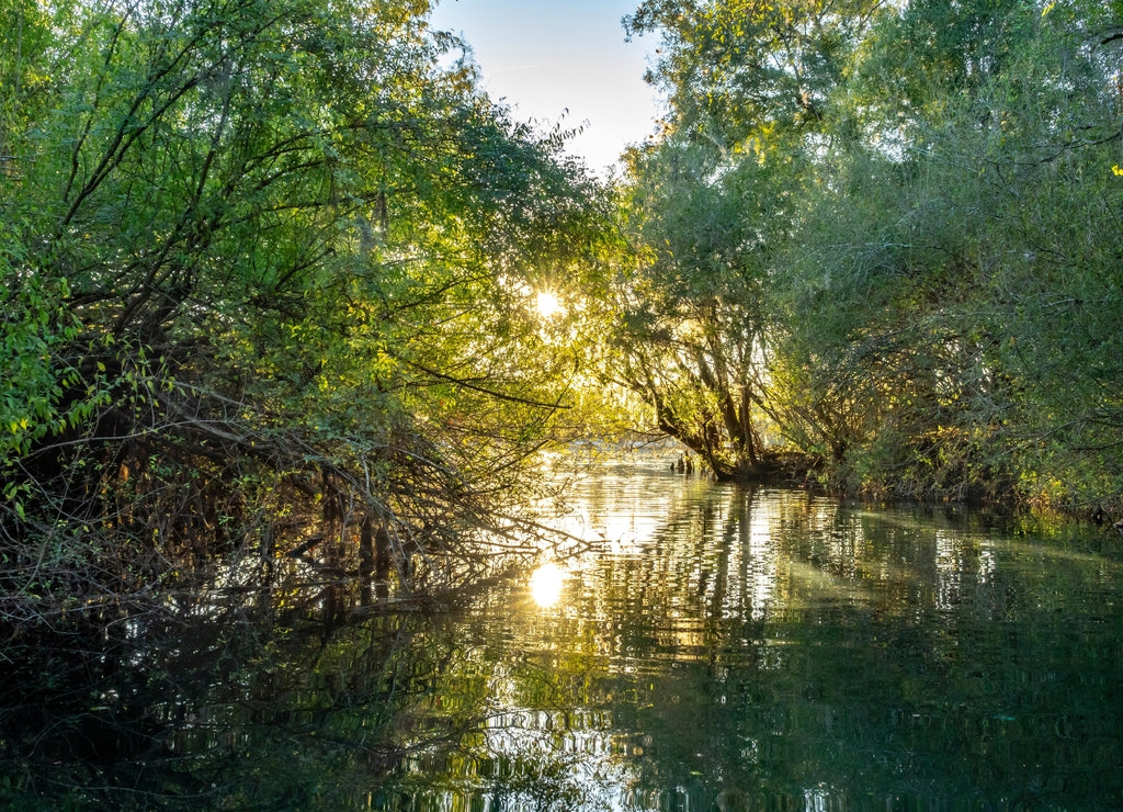Vegetation lining Rock Bluff Spring run on the Suwanneee River, Gilchrist County, Florida