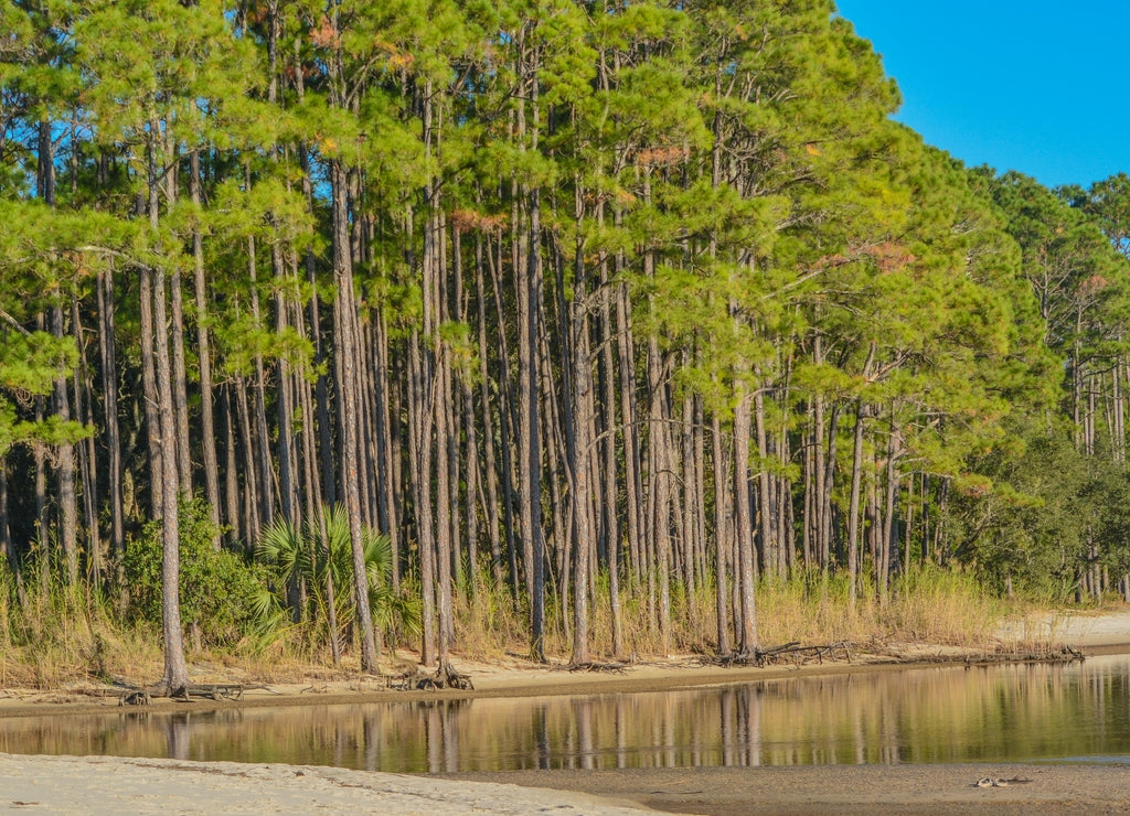 The tree lined beach on Hammock Bay in Freeport, Walton County, Florida