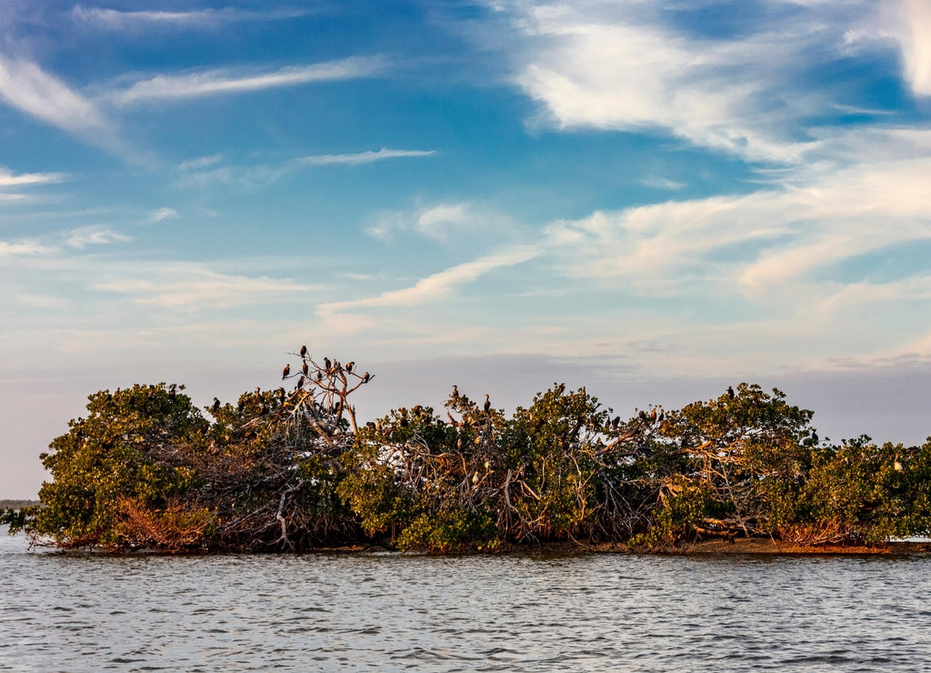 Mangrove Island at Ten Thousand Islands National Wildlife Refuge in Everglades National Park, Florida, USA