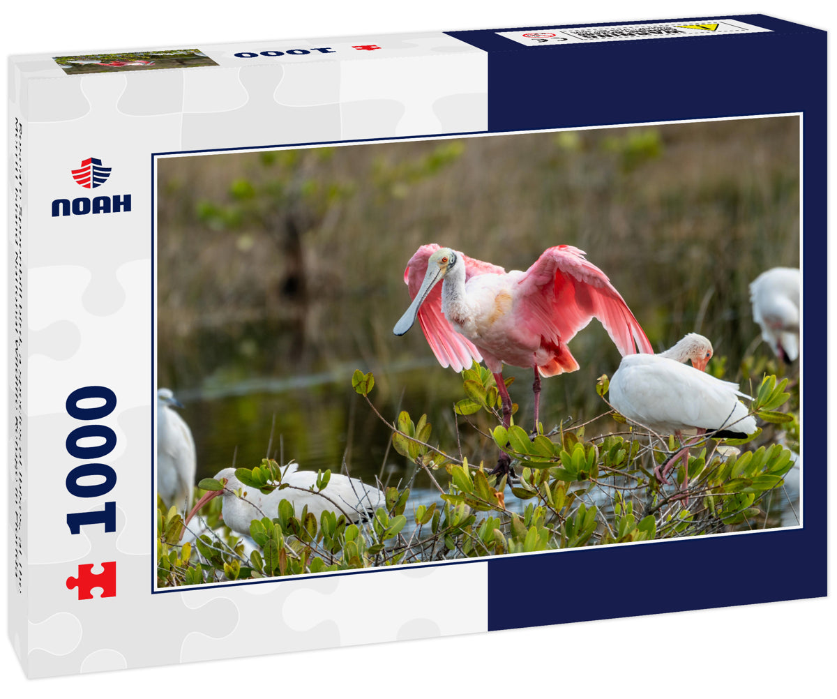 Roseate Spoonbill bird, a species of Ibises, at the Merritt Island National Wildlife Refuge in Florida