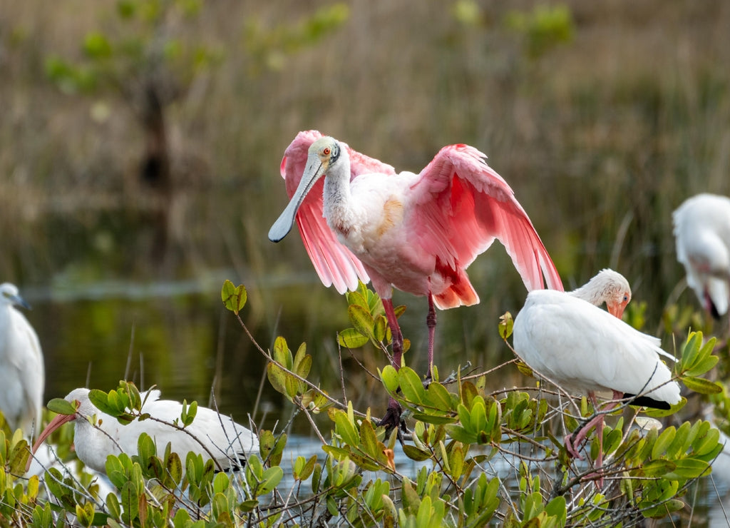 Roseate Spoonbill bird, a species of Ibises, at the Merritt Island National Wildlife Refuge in Florida