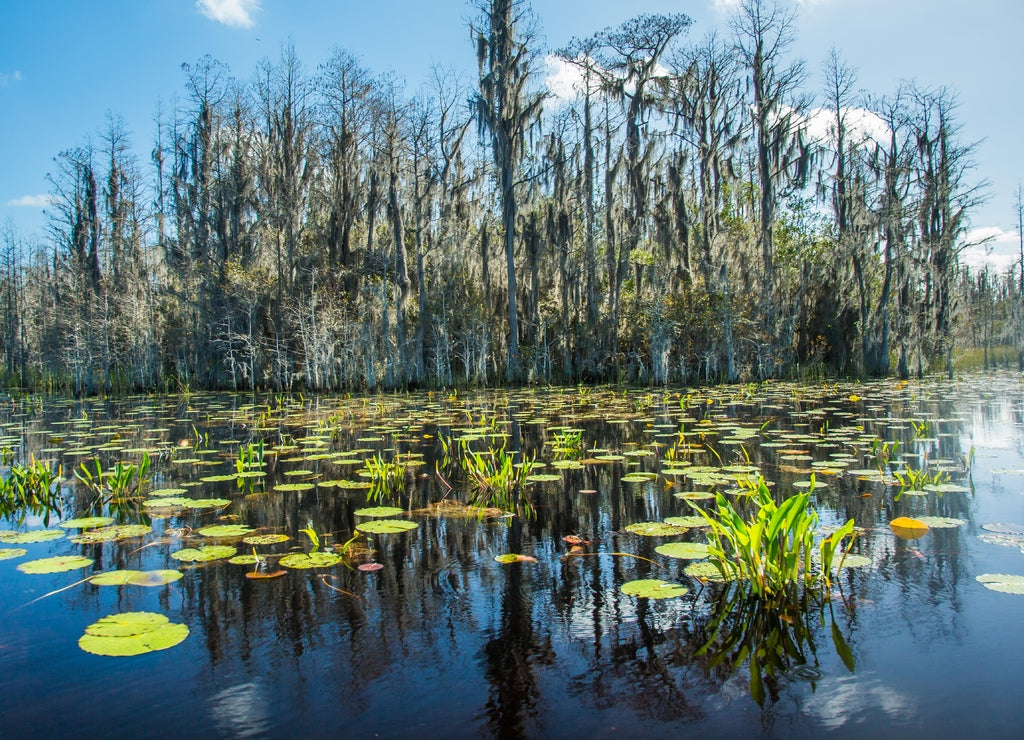 Green lilly pads in the Okefenokee swamp National Wildlife Refuge near Folkston, Georgia