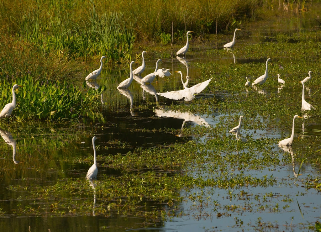 USA, Georgia, Harris Neck National Wildlife Refuge, Egrets in pond