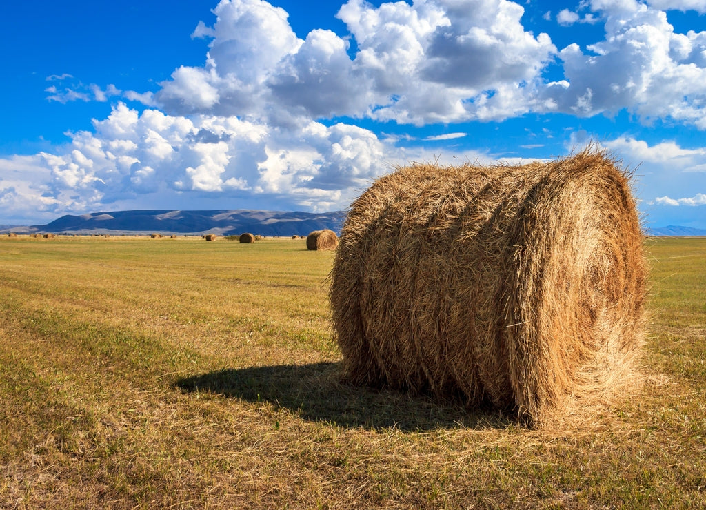 Hay Bale at Bear Lake National Wildlife Refuge, Idaho, USA