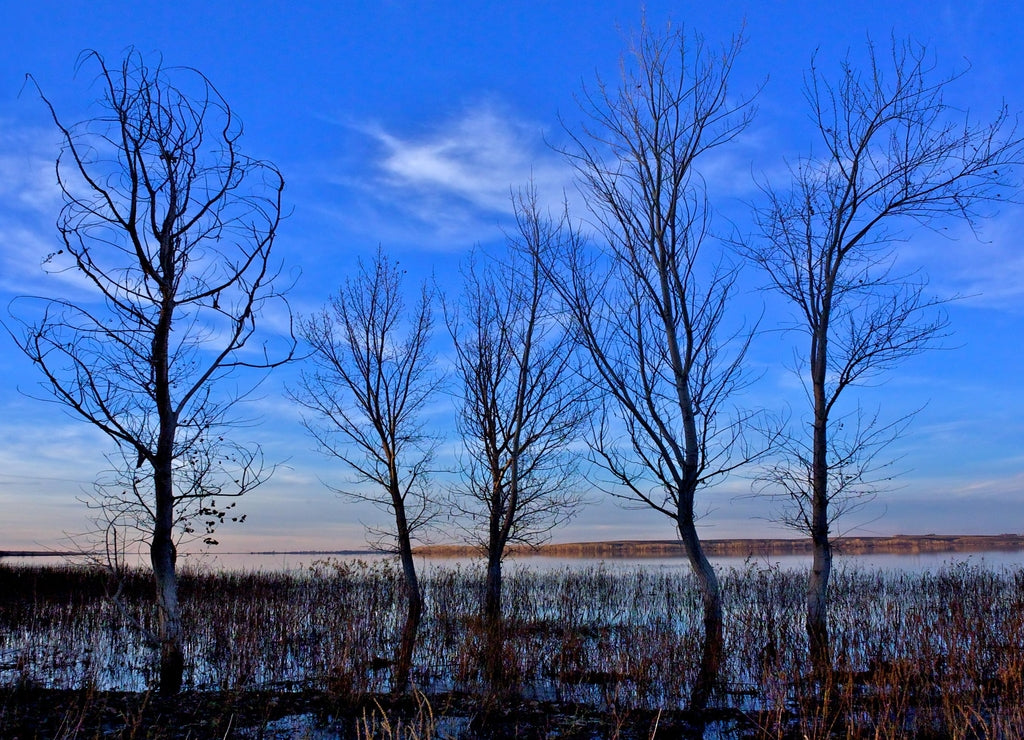 Tree silhouettes, Deer Flat National Wildlife Refuge, Lake Lowell, Nampa, Idaho