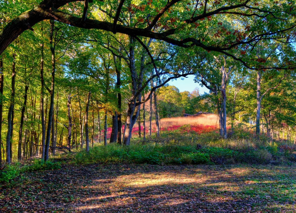 grassy meadow on a hill surrounded by an Autumn forest. Pere Marquette State Park, Illinois