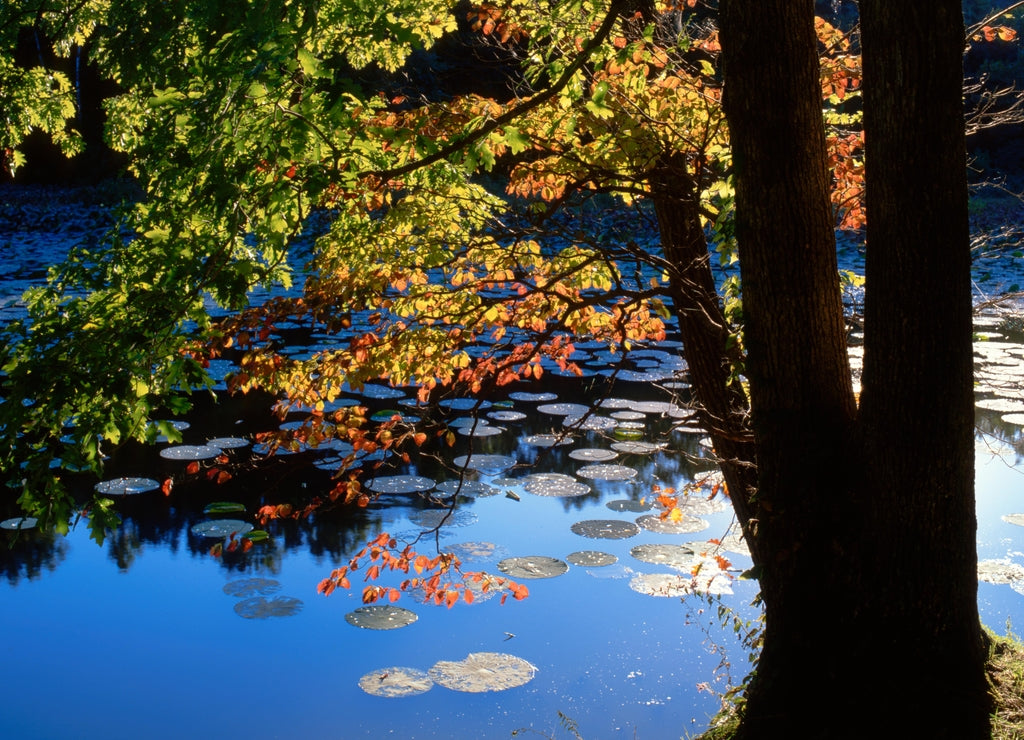 USA, Illinois, Lake Murphysboro State Park. Lily pads on lake
