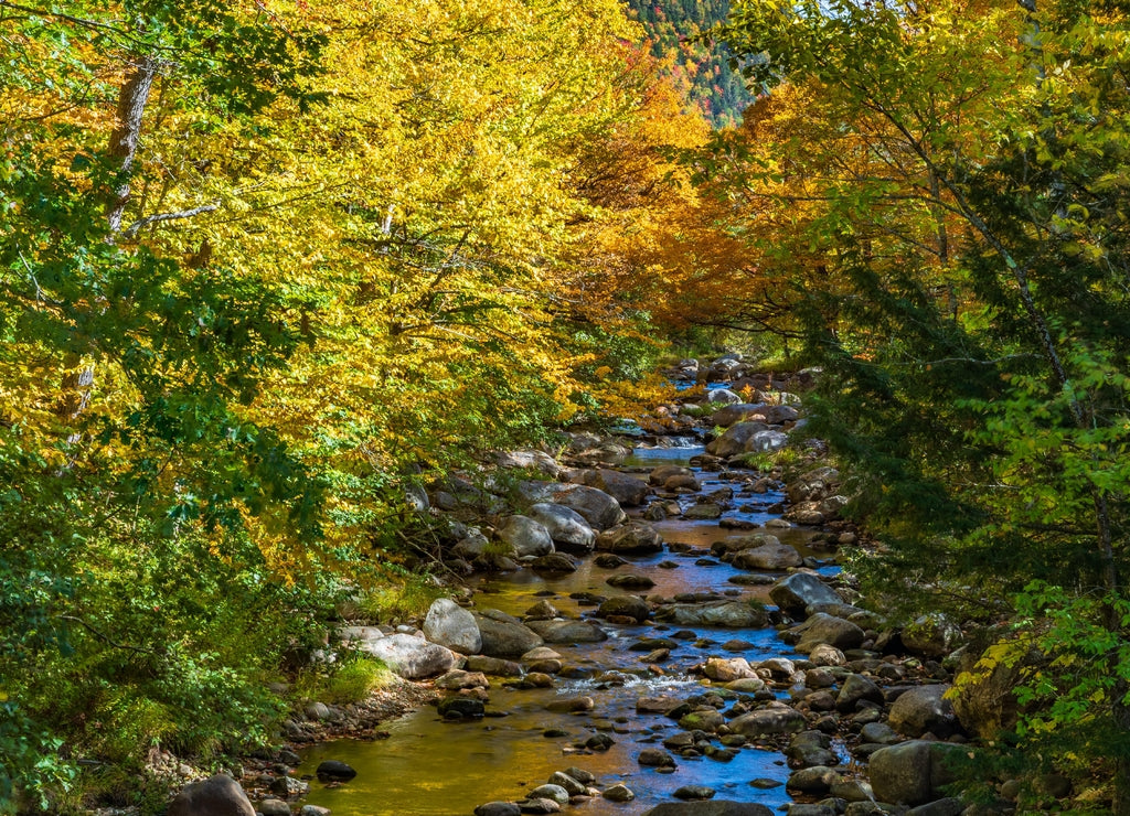 Maine-White Mountian National Forest-Evans Brook
