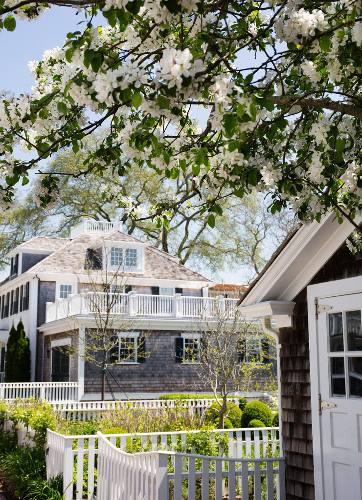 Flowering cherry tree in Edgartown Massachusetts in Martha's Vineyard