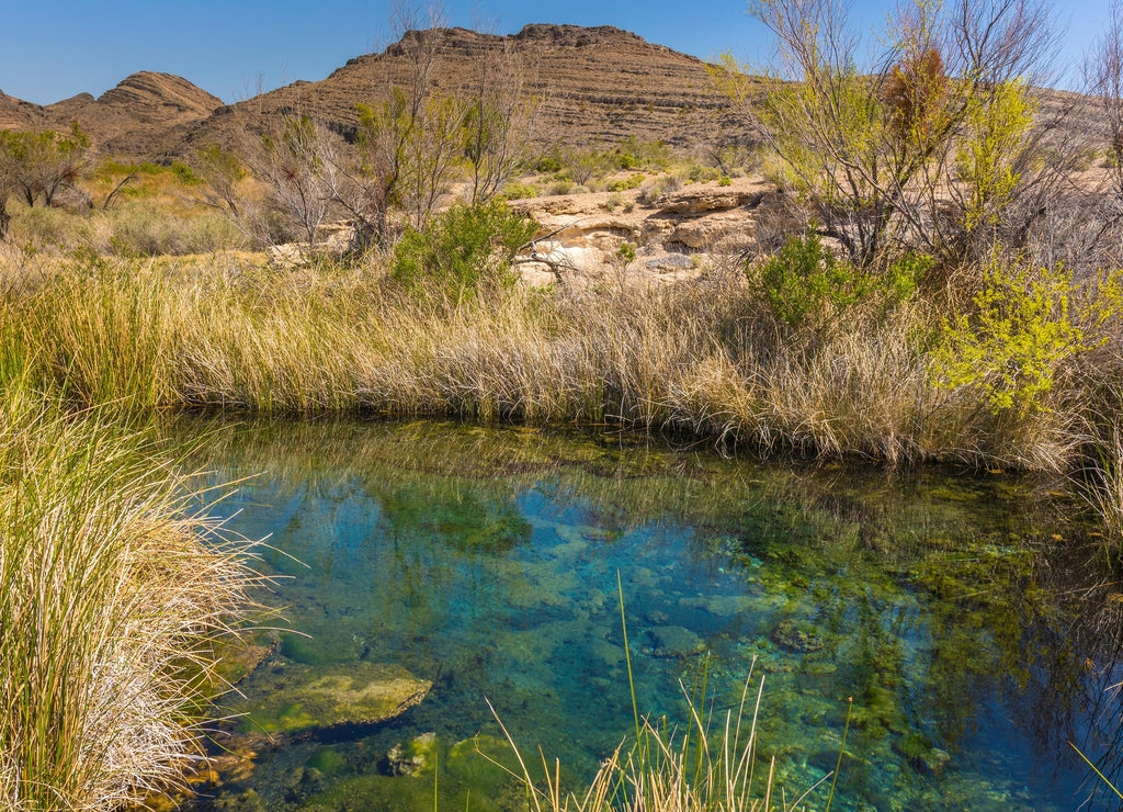 Desert Spring in Ash Meadows National Wildlife Refuge, Nevada