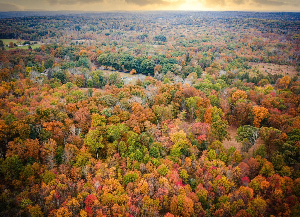 Fall Foliage in Flemington New Jersey