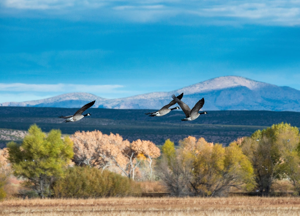Canada geese flying, Bosque del Apache, National Wildlife Refuge, New Mexico