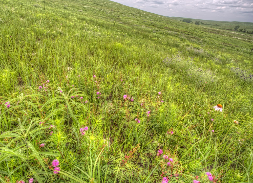 spring grasses and wildflowers, Flint Hills, Tallgrass Prairie National Preserve, Kansas