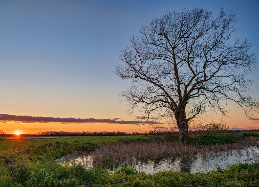 Lone Tree in a Louisiana Rice Field Reflected in Water at Sunset in Acadia Parish