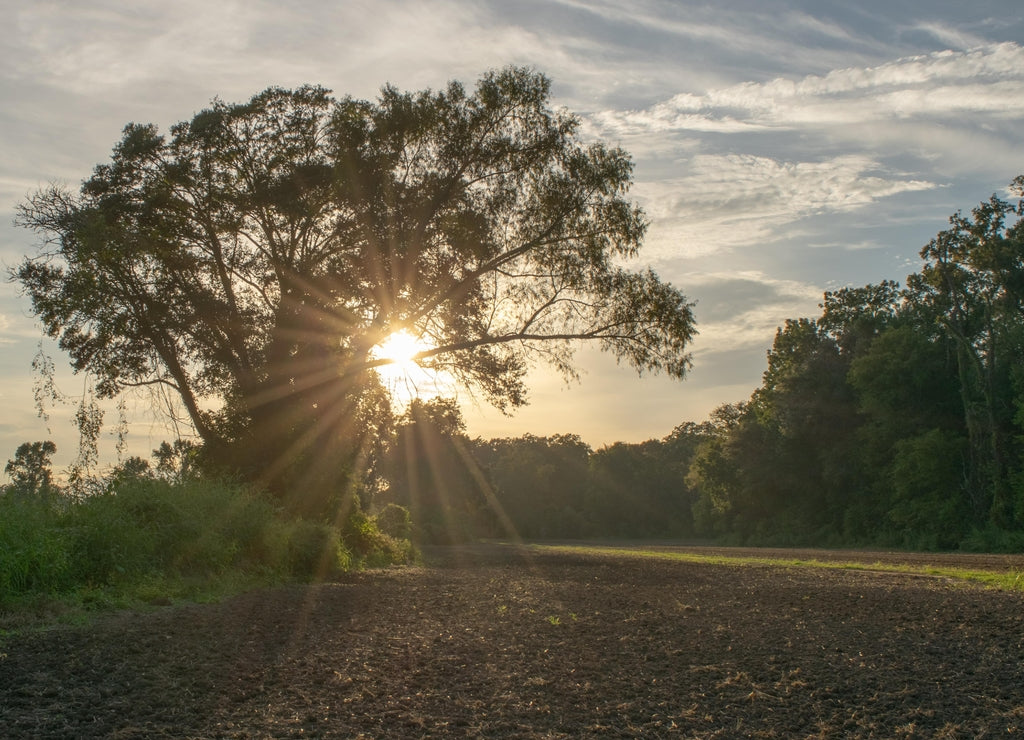 Afternoon at an Avoyelles Parish farm