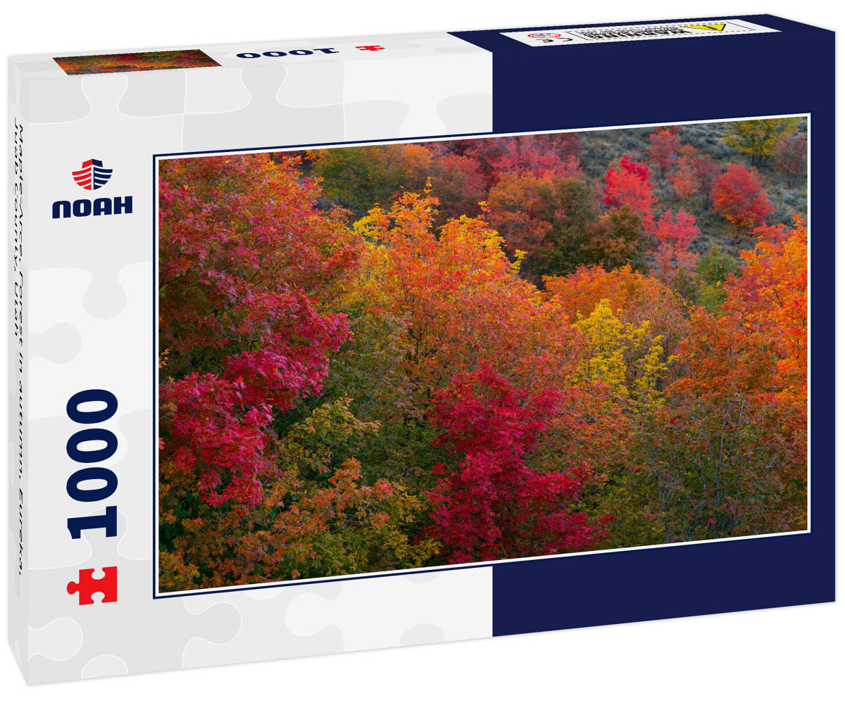 Maple-Arce, Forest in autumn, Eureka, Juab County, Utah