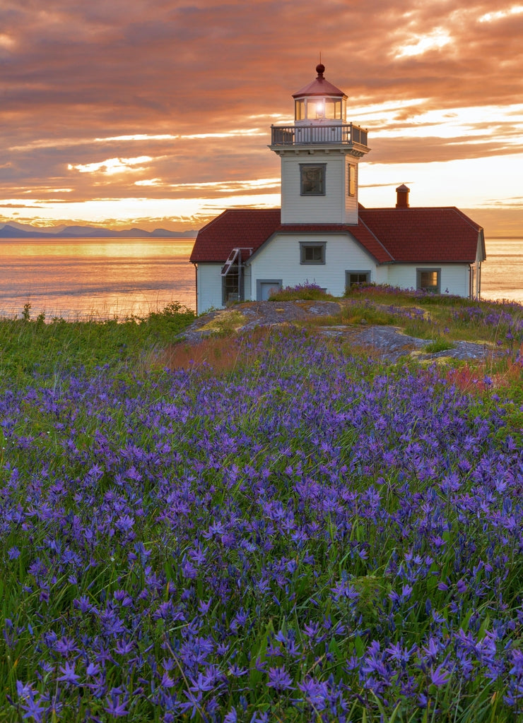 USA, Washington State, San Juan Islands. Patos Lighthouse and camas flowers at sunset