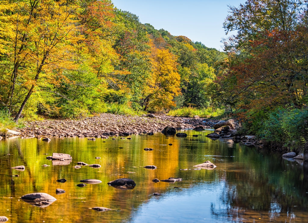 Morning sunrise at Tea creek campground with shallow river water landscape in colorful autumn fall foliage forest trees and rocks in Marlinton, West Virginia